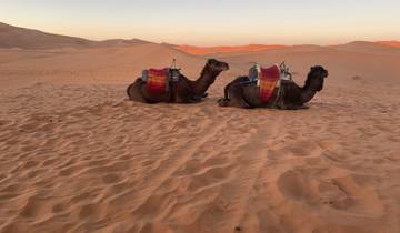 Camels resting on sand dunes at sunset.