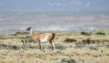 A guanaco standing in a grassy field with distant hills in the background.