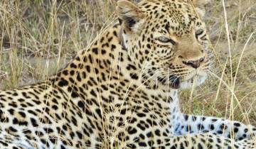 Leopard lying in the grass looking calm.