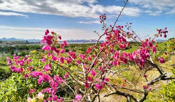 Pink flowers with a hilly landscape in the background.