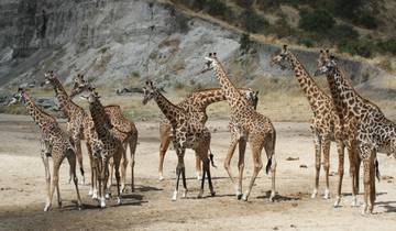 Giraffe herd in a rocky landscape.