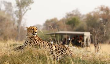 Cheetah resting on a mound with a safari vehicle in the background.
