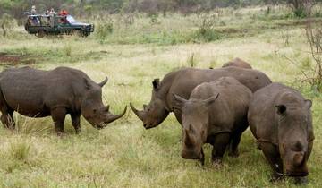 Rhinos in a grassy safari landscape with a vehicle in the background.