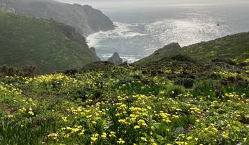 Scenic coastal landscape with vibrant wildflowers and ocean views.