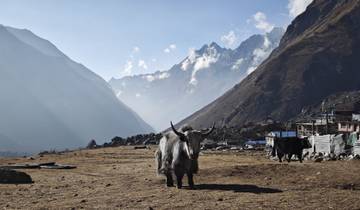 A yak standing in a mountainous landscape.