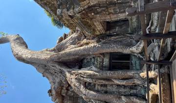 Tree roots enveloping an ancient temple structure.