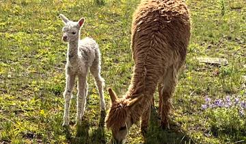 Young and adult llamas grazing in a green field.