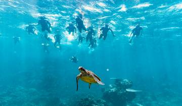 Snorkelers swimming with a turtle in clear blue water.