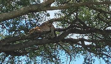 Leopard resting on a tree branch in a savannah.