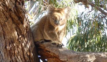 Koala sitting on a tree branch.