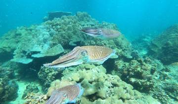 Cuttlefish swimming over a coral reef.