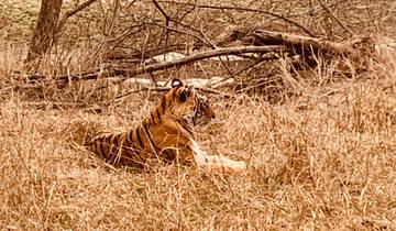 Tiger lying in tall grass in a natural environment.