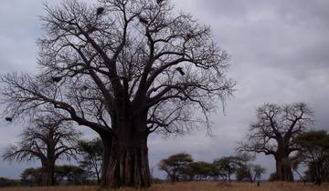 Baobab trees in a dry savannah landscape.