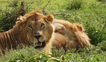Close-up of a male lion resting in the grass.
