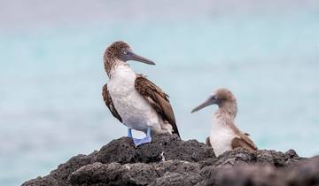 Blue-footed booby birds perched on rocks.