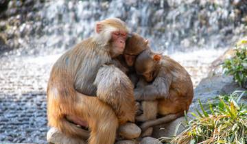 Family of monkeys huddled together near a waterfall.