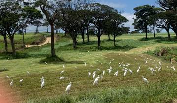 Field with a large number of white birds and trees.