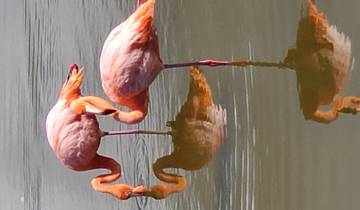 Flamingos reflected in still water.