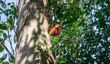 Scarlet macaw perched on a tree branch.