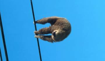 A sloth hanging on a wire with a clear blue sky background.