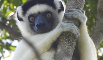A close-up of a lemur holding a tree branch.