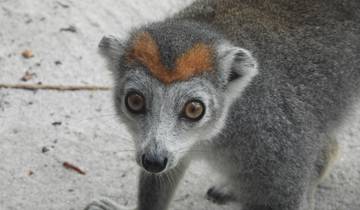 A lemur standing on sandy ground with a distinctive brown marking.