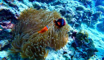 Clownfish swimming in a coral reef with vibrant sea anemones.