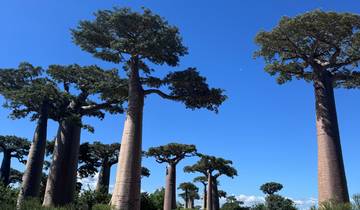 Baobab trees under a clear blue sky.