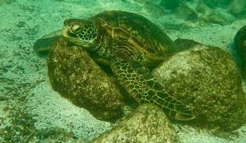 Sea turtle resting on underwater rocks.