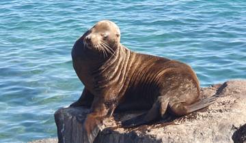 Seal lounging on a rock near clear blue sea.