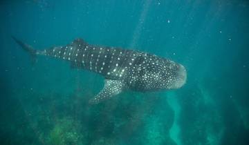 A whale shark swimming in clear blue water.