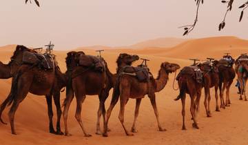 A caravan of camels in the desert.