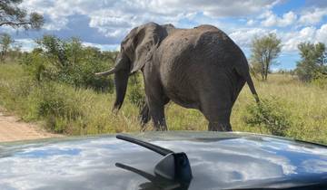 An elephant walking near a vehicle in a grassy area under a blue sky.