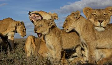 A pride of lions interacting in the savannah.