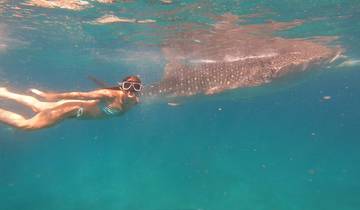 Person swimming underwater with a whale shark.