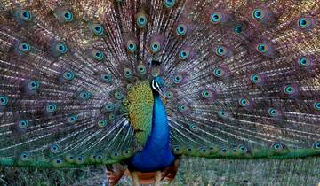 Peacock displaying its colorful feathers.