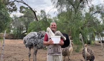 Man holding a bucket with ostriches around him.