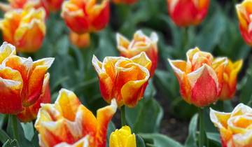 Close-up of colorful tulips in a garden.