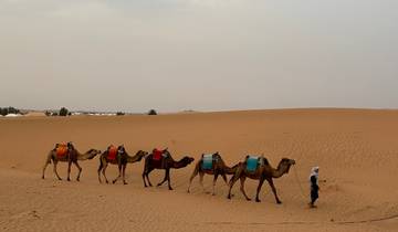 Line of camels with a guide walking in the desert.