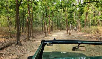 A forest path with a vehicle seen from inside.