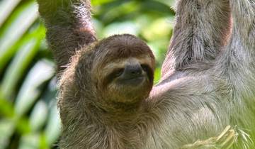 A close-up of a sloth hanging from a tree branch in a forest.