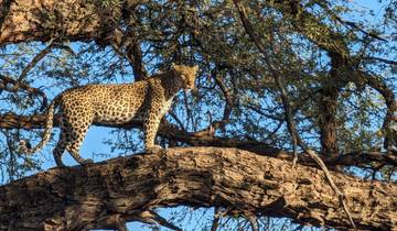 Leopard perched on a tree in the savannah.