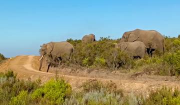 Herd of elephants roaming a natural habitat.
