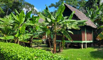 Tropical huts surrounded by banana plants.