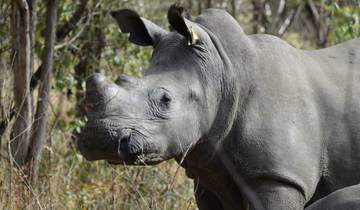 Close-up of a rhinoceros in a natural habitat.