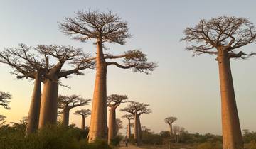 Baobab trees standing tall in a dry landscape.