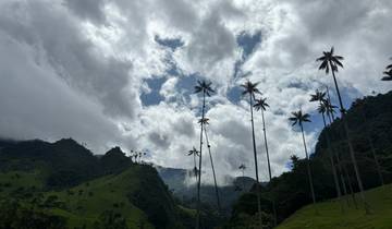 Tall palm trees against a cloudy sky in a lush valley.