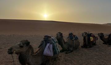 Camels sitting in the desert during sunset with sand dunes in the background.