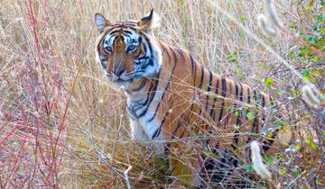 Tiger sitting in the grassy wilderness.