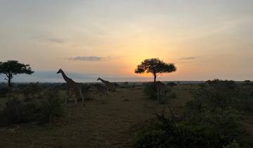 Giraffes walking across savannah at sunset.